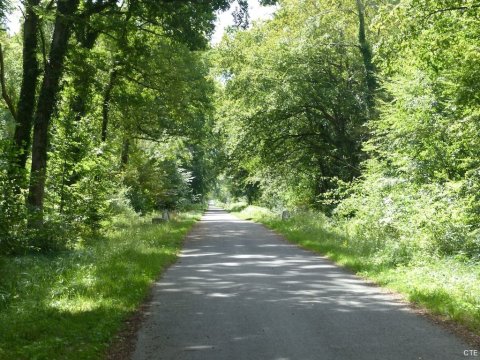 La forêt de Compiègne