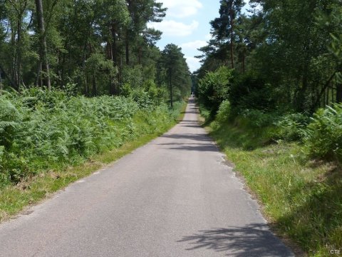 Forêt d'Ermenonville