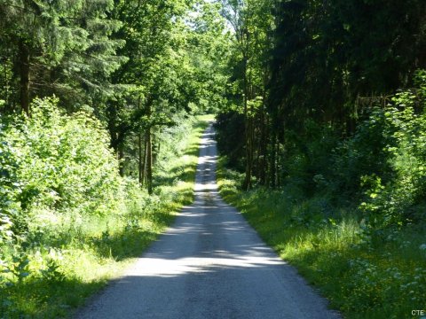Forêt d'Hirson