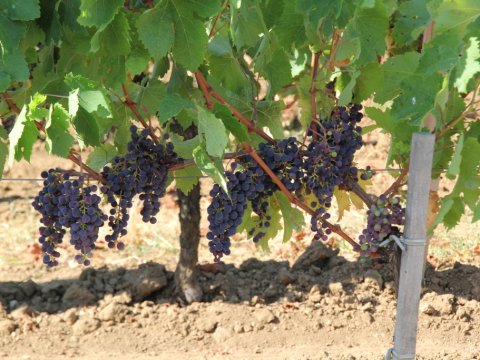 Vigne de Saint-Emilion