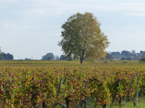 Les vignobles bordelais