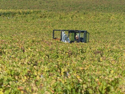 Les vignobles bordelais
