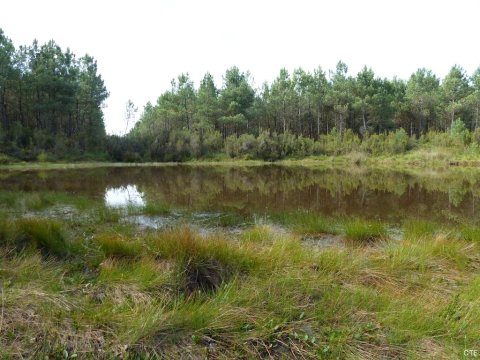 Réserve naturelle du Pinail