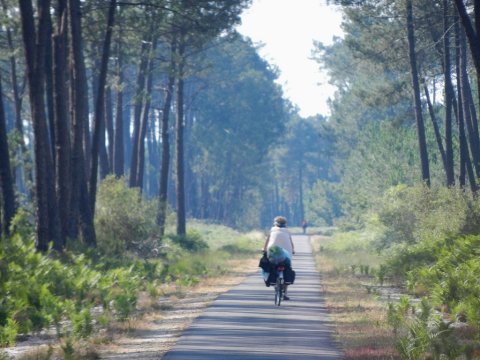 La forêt Landaise