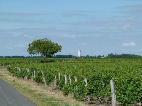 Vignes à Montlouis
