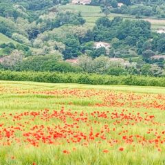 DC champ coquelicots Ardèche