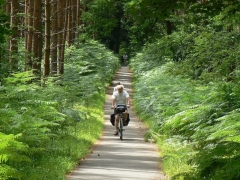 Forêt d'Ermenonville